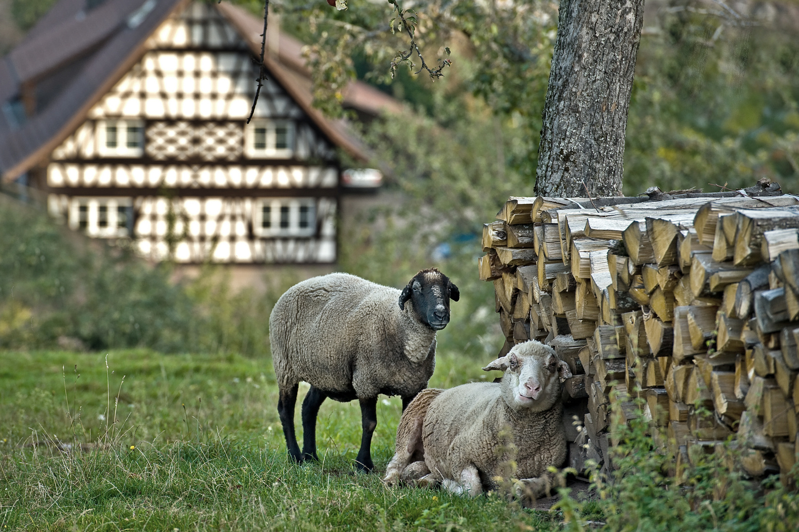 Schwarzwaldidylle