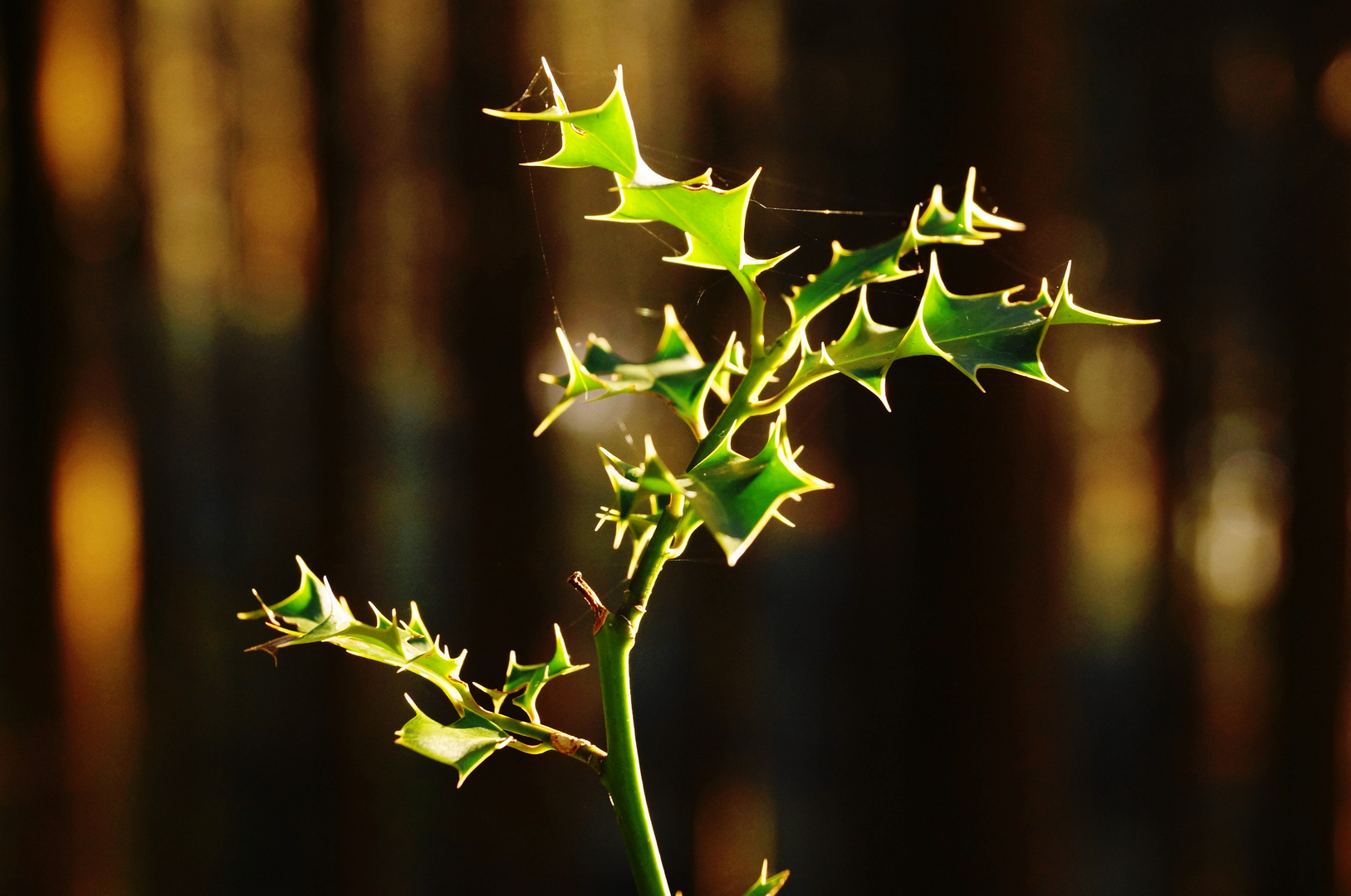 Schwarzwaldkakteen  ( Ilex aquifolium )