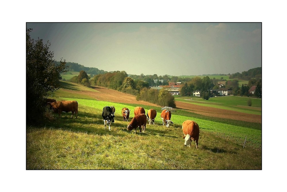 --- schwarzwaldkühe ---