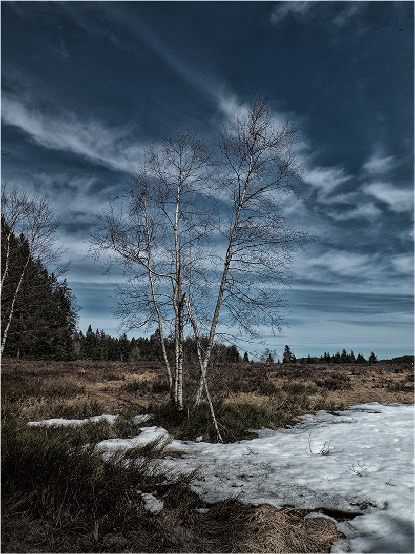 Schwarzwaldlandschaft