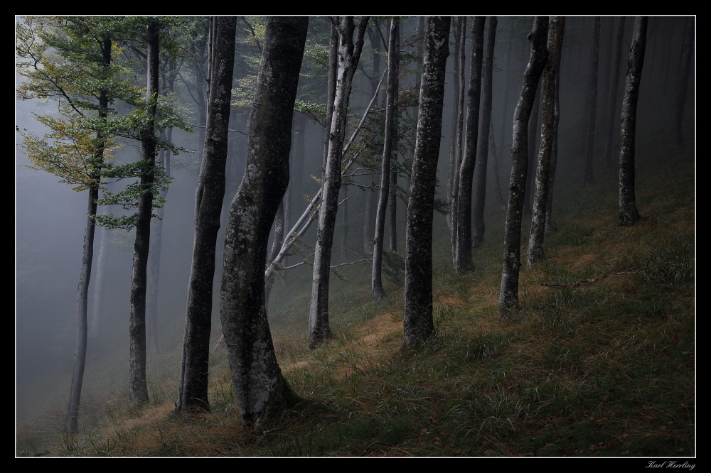 Schwarzwaldnebel 3