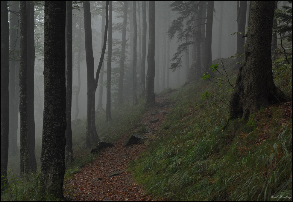 Schwarzwaldnebel