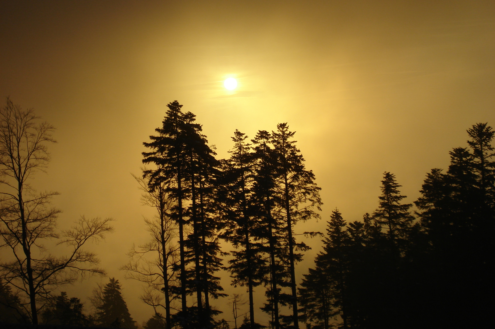 Schwarzwaldnebel in der Abendsonne