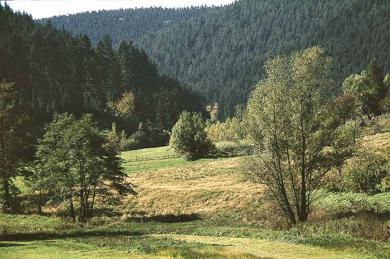 Schwarzwaldtal