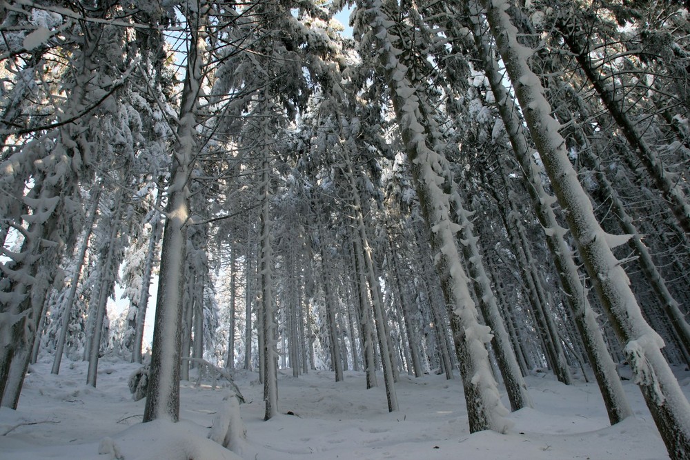 Schwarzwaldtannen in weiß
