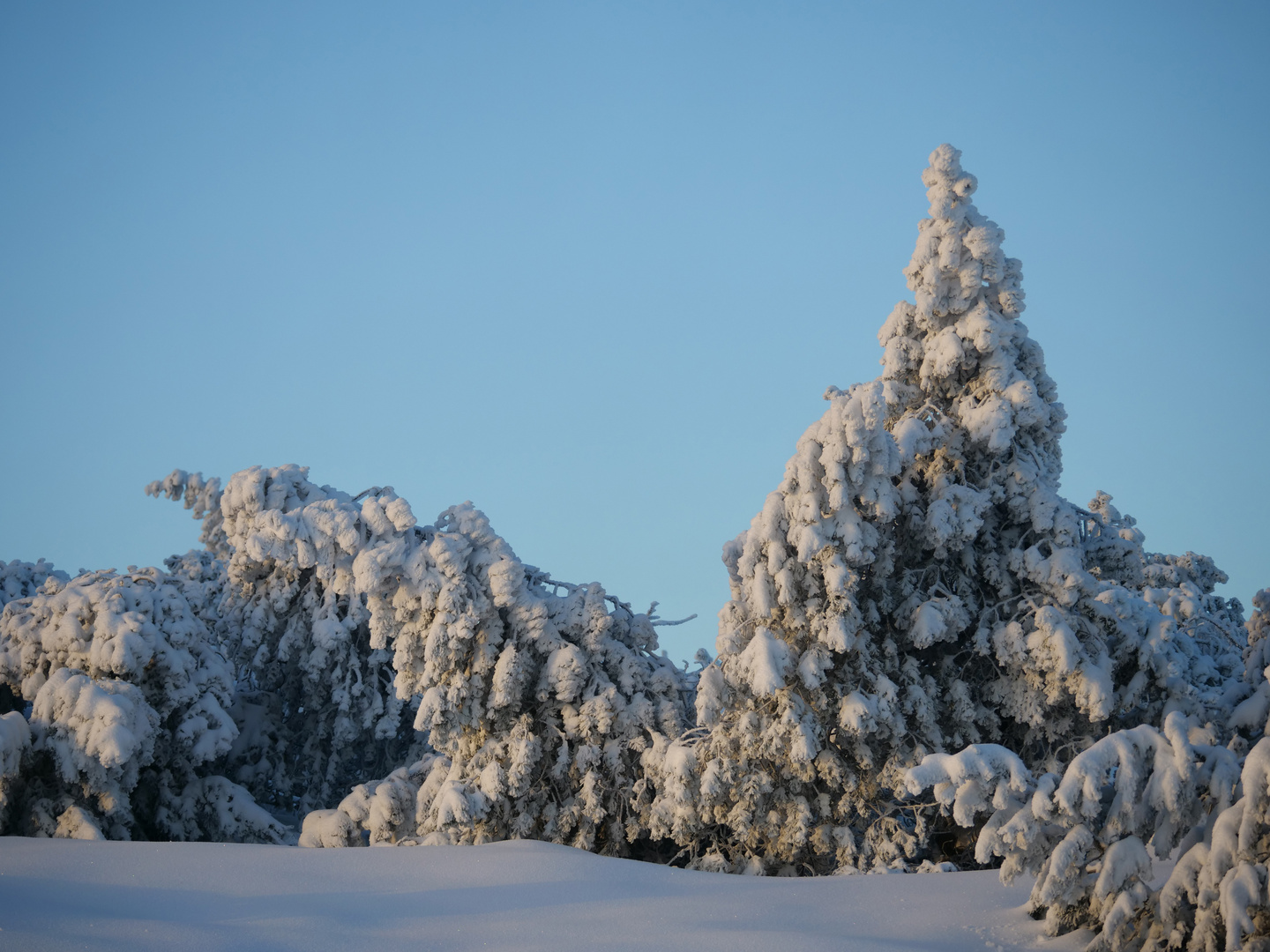 Schwarzwaldwinter 2022 /1