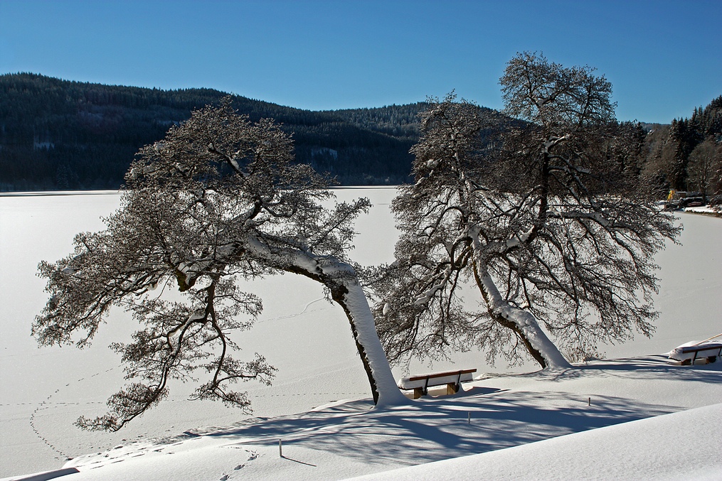 Schwarzwaldwinter 3