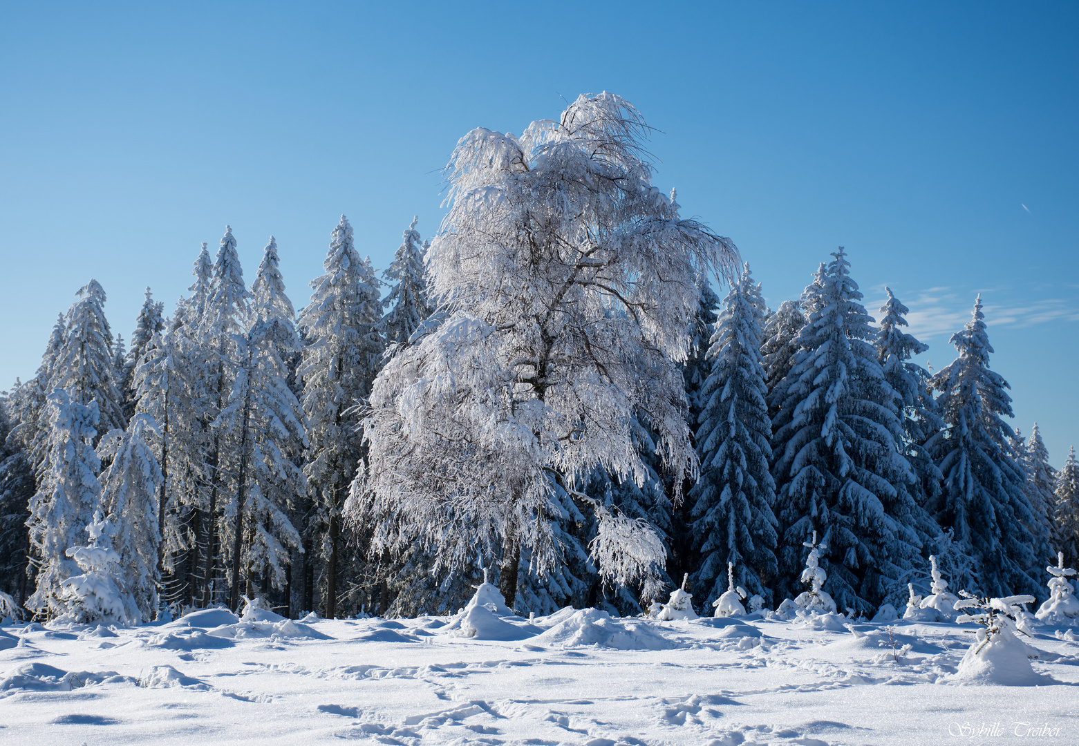 Schwarzwaldwinter