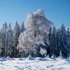 Schwarzwaldwinter