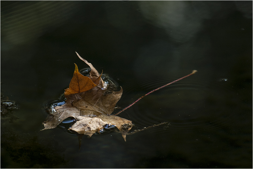 Schwarzwasser 2