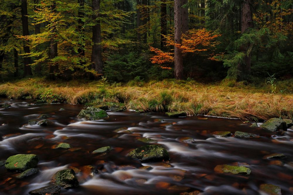 Schwarzwassertal im Erzgebirge