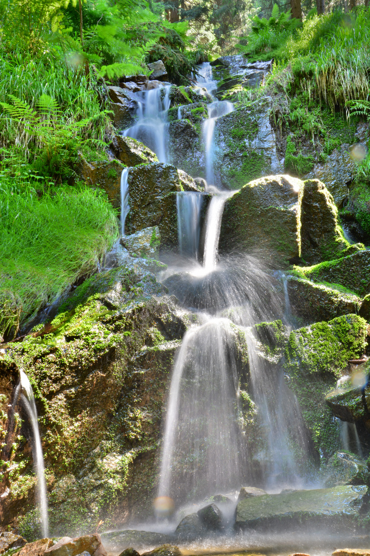 Schwarzwassertal = Märchenwald