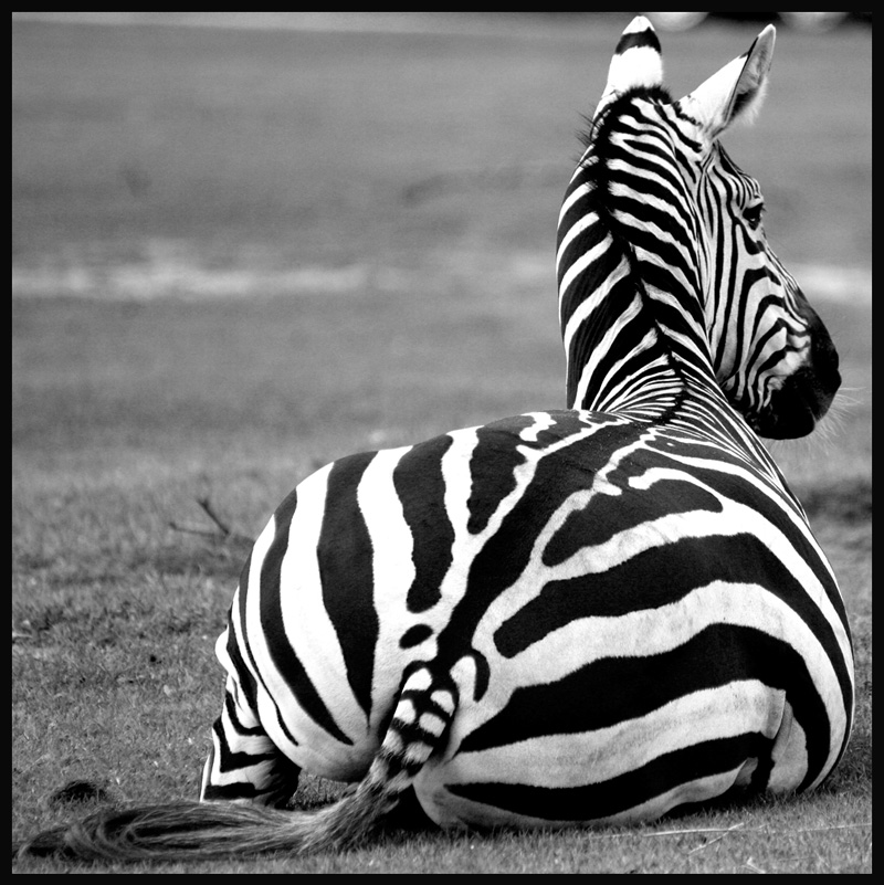 schwarz/weiß Foto &amp; Bild tiere, zoo, wildpark &amp; falknerei, säugetiere