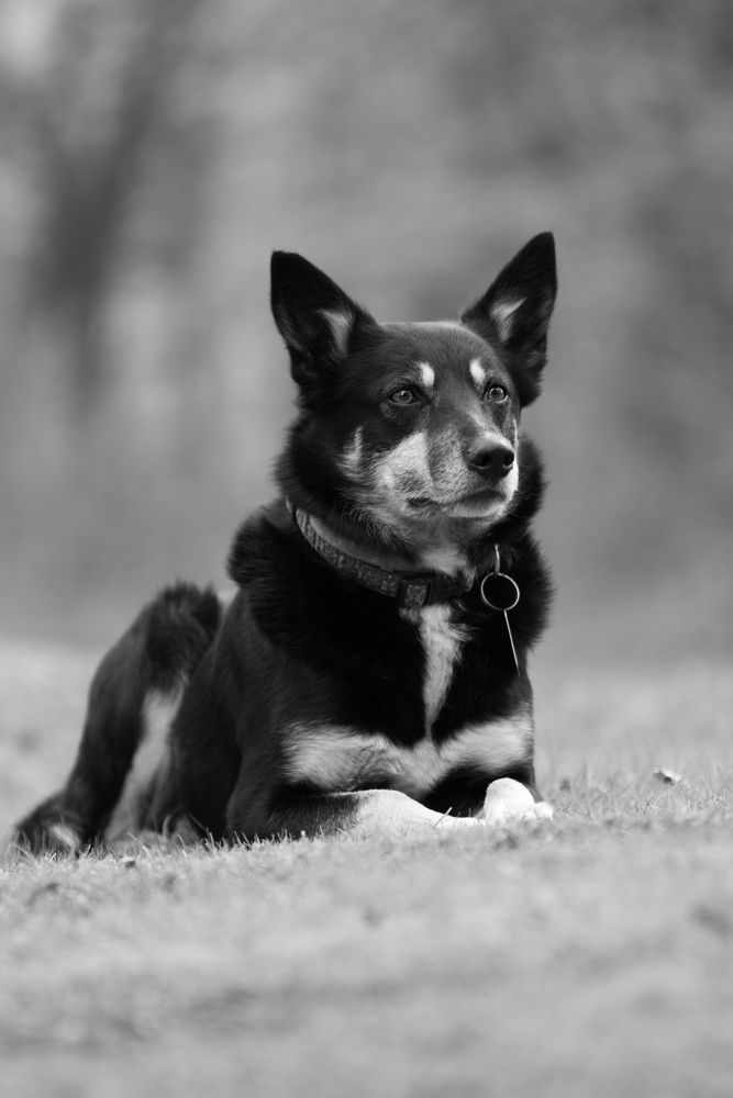 Schwarz/weiß Foto & Bild tiere, haustiere, hund Bilder auf