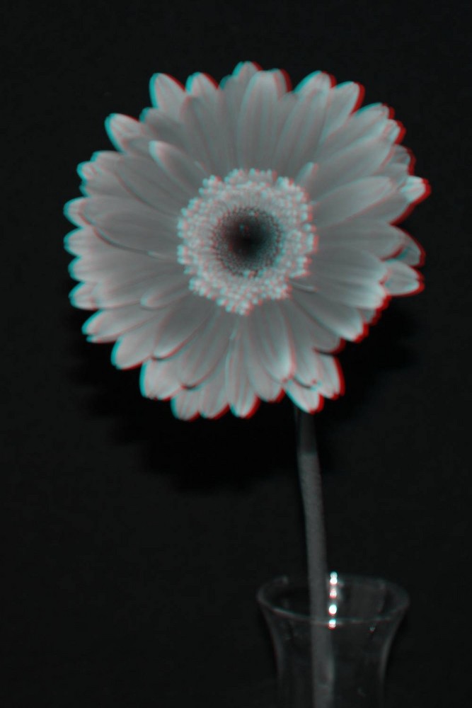 SchwarzWeiß-Blume in 3D