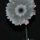 SchwarzWeiß-Blume in 3D