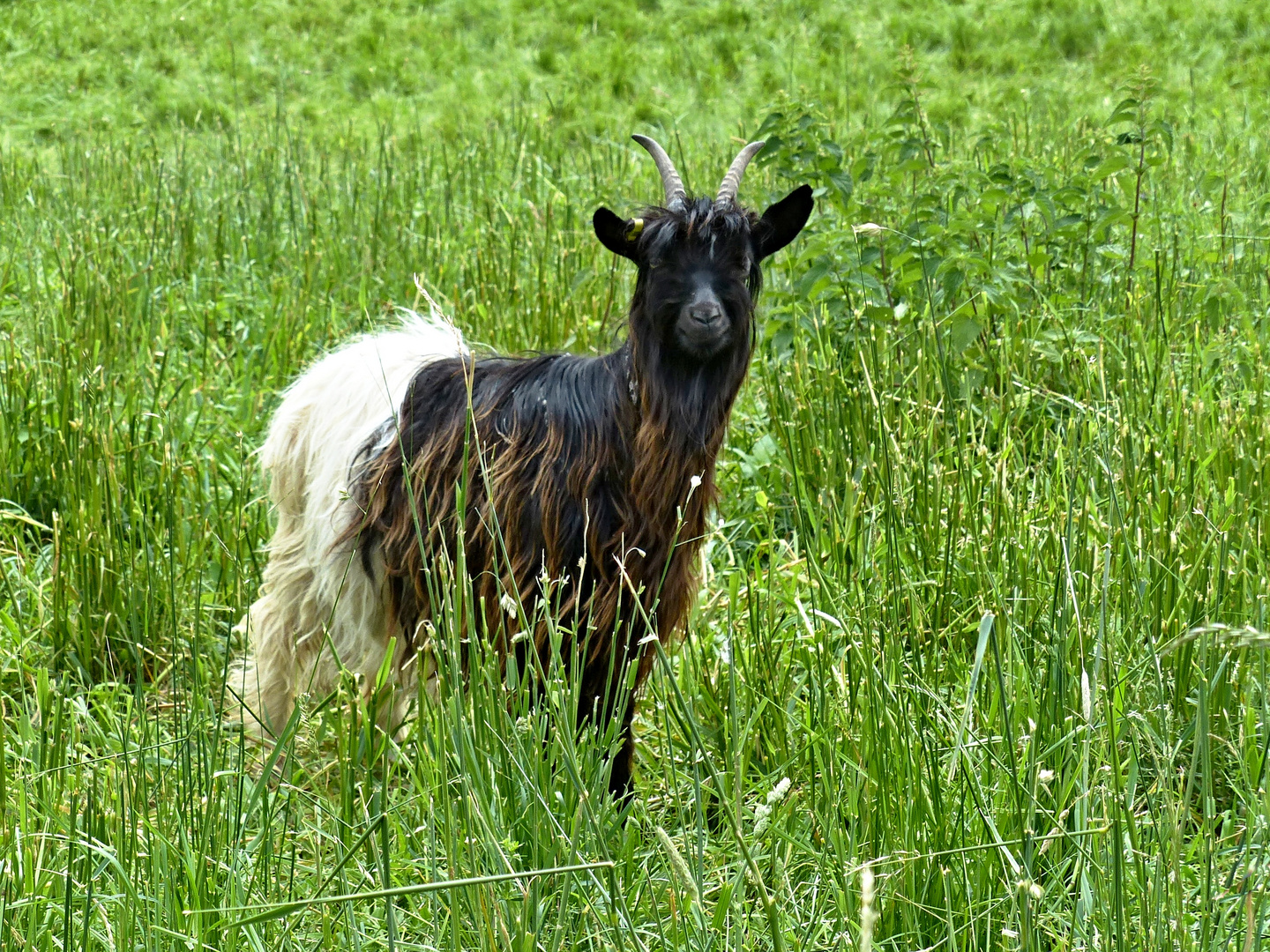 schwarz/weiß