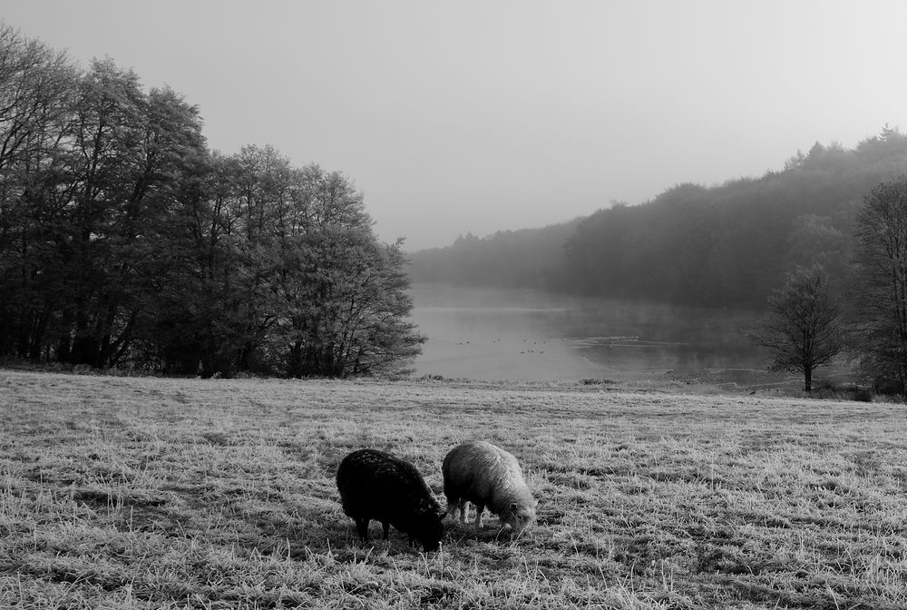 schwarz/weiß Foto & Bild | wald, bäume, wiese Bilder auf fotocommunity