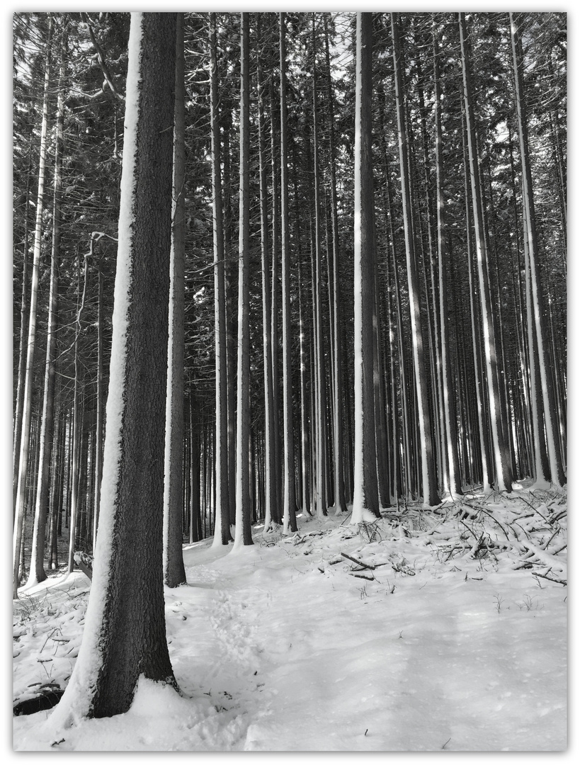 Schwarzweiß - Fichtenwald nach dem Sturm