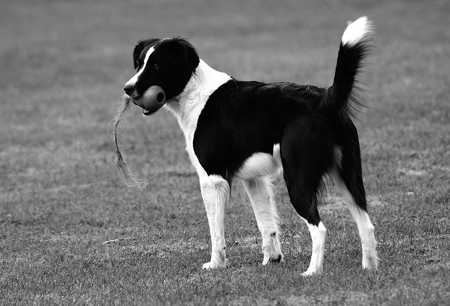 Schwarzweiss Hund in schwarzweiss