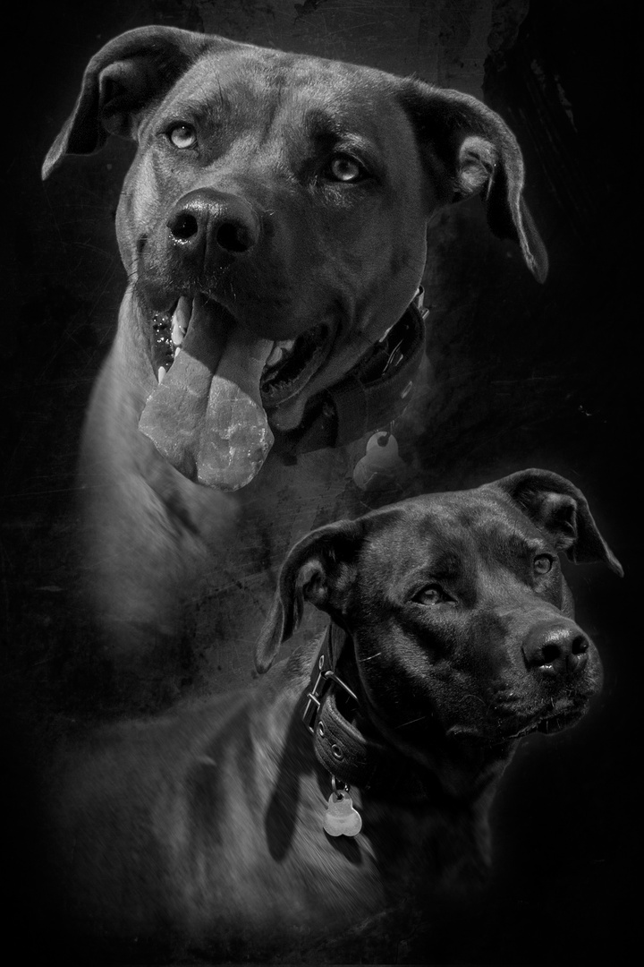 Schwarz/Weiß Hundeportrait Foto & Bild hund, composing, portrait