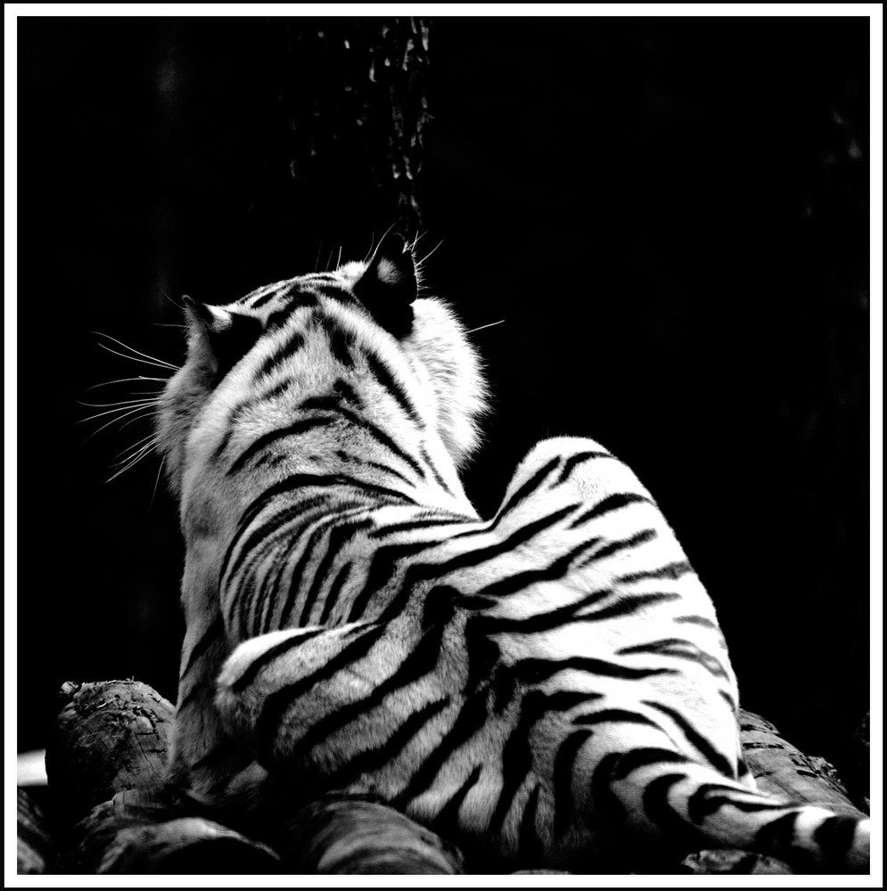 schwarz/weiß II Foto &amp; Bild tiere, zoo, wildpark &amp; falknerei