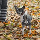 schwarzweiss in bunt, aber mit Hund!