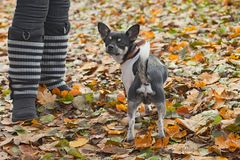 schwarzweiss in bunt, aber mit Hund!