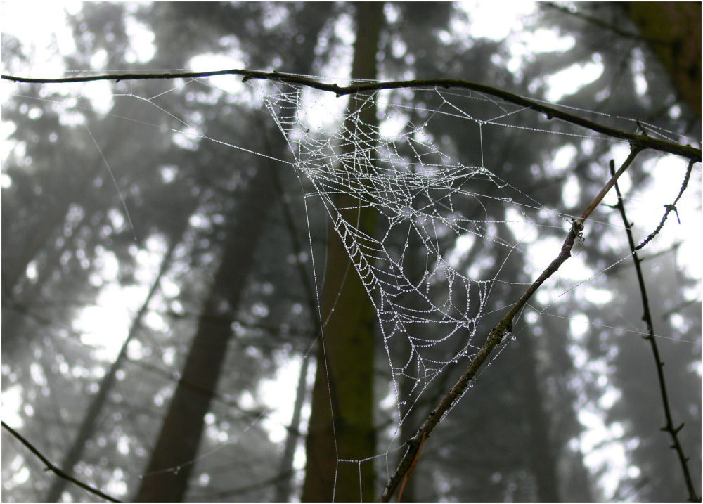 Schwarzweiß in Farbe