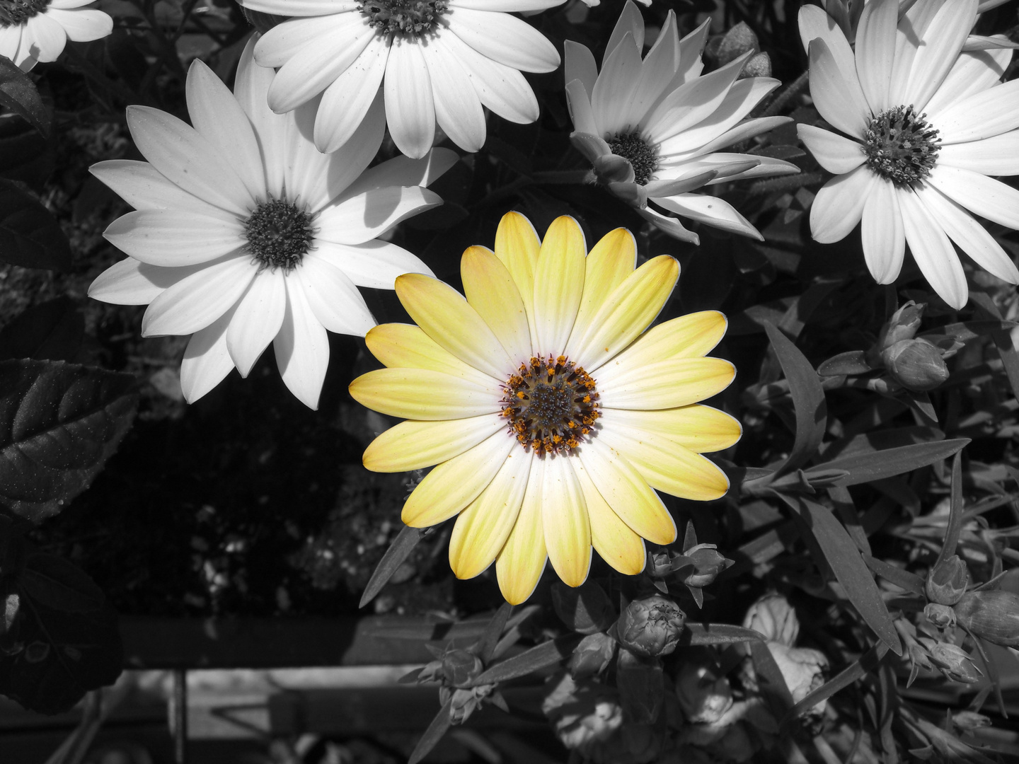Schwarzweiss Mit Farbe 2 Foto Bild Pflanzen Pilze Flechten Natur Bilder Auf Fotocommunity