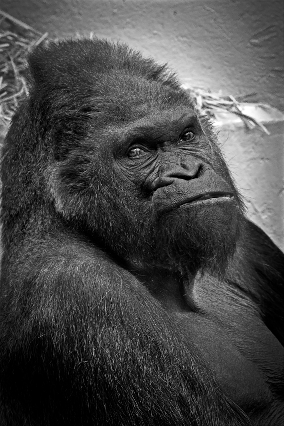 Schwarz/Weiß Porträt - Gorilla (+ Tier Info)