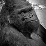 Schwarz/Weiß Porträt - Gorilla (+ Tier Info)