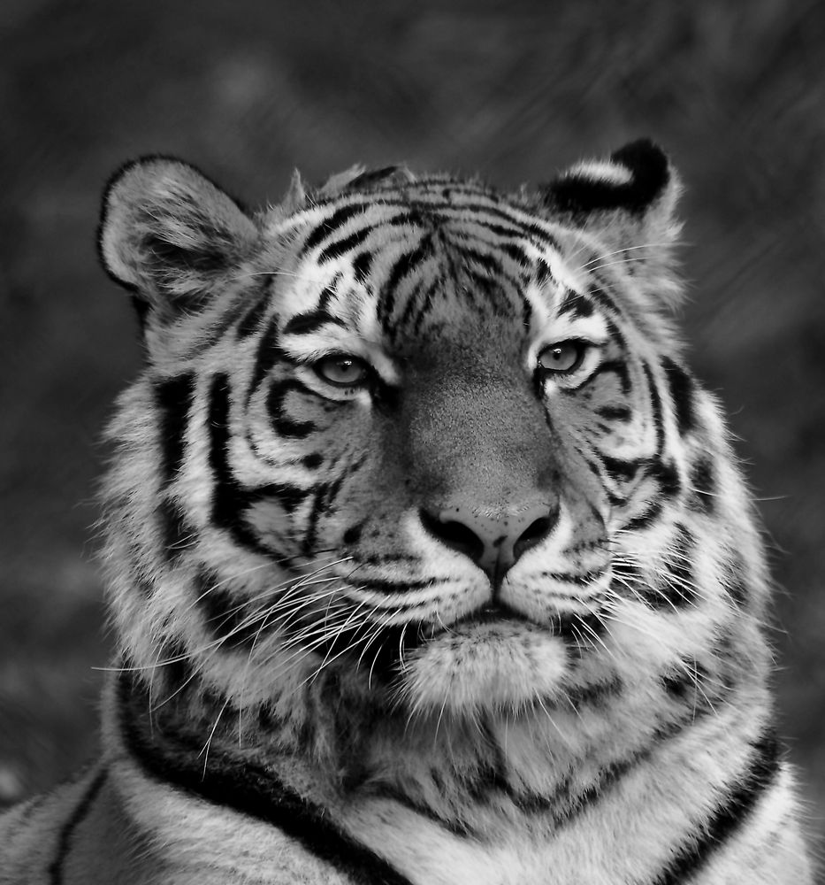 schwarz/weiß Portrait Foto & Bild | tiere, zoo, wildpark & falknerei