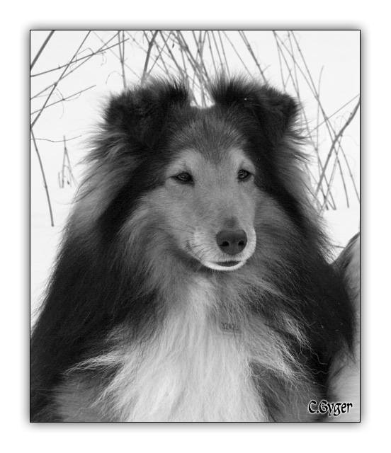 Schwarzweiss-Sheltie