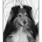 Schwarzweiss-Sheltie