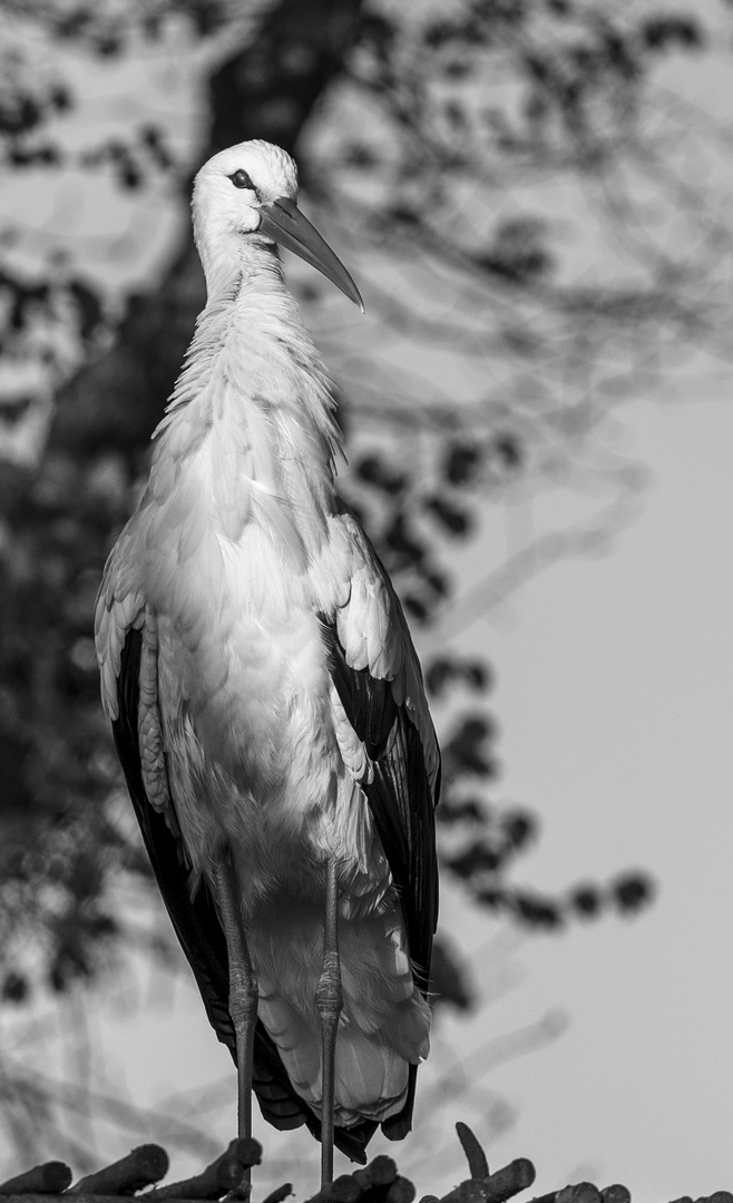 Schwarzweiss Storch