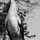 Schwarzweiss Storch