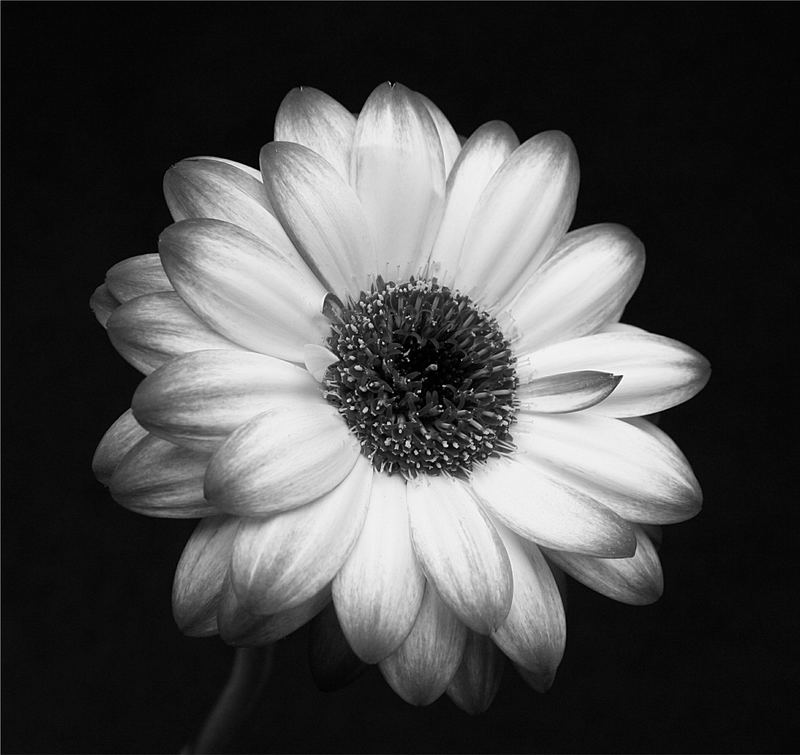 schwarz+weiß=blume Foto & Bild | pflanzen, pilze & flechten, natur