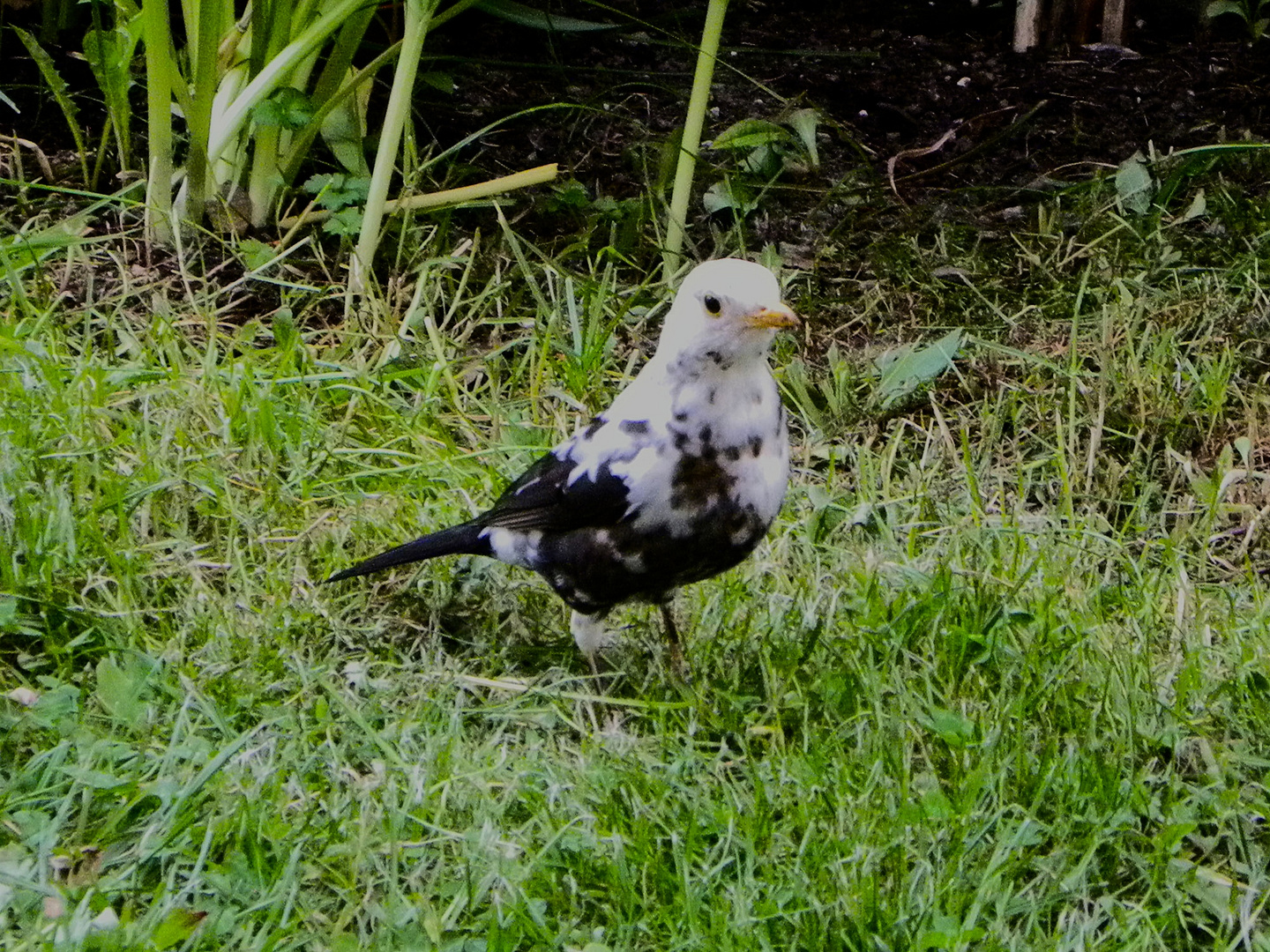 Schwarzweiße Amsel