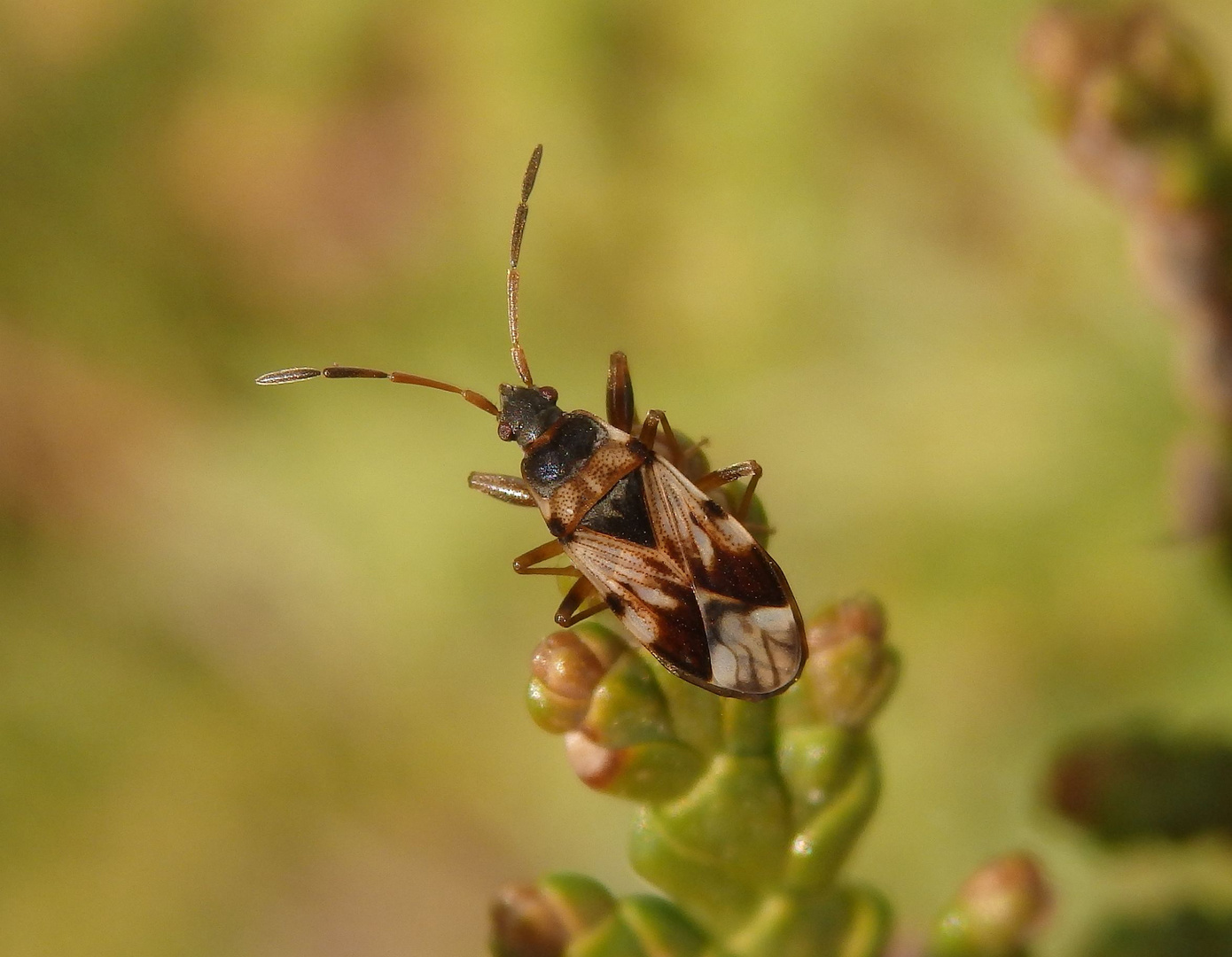 Schwarzweiße Bodenwanze (Scolopostethus pictus)