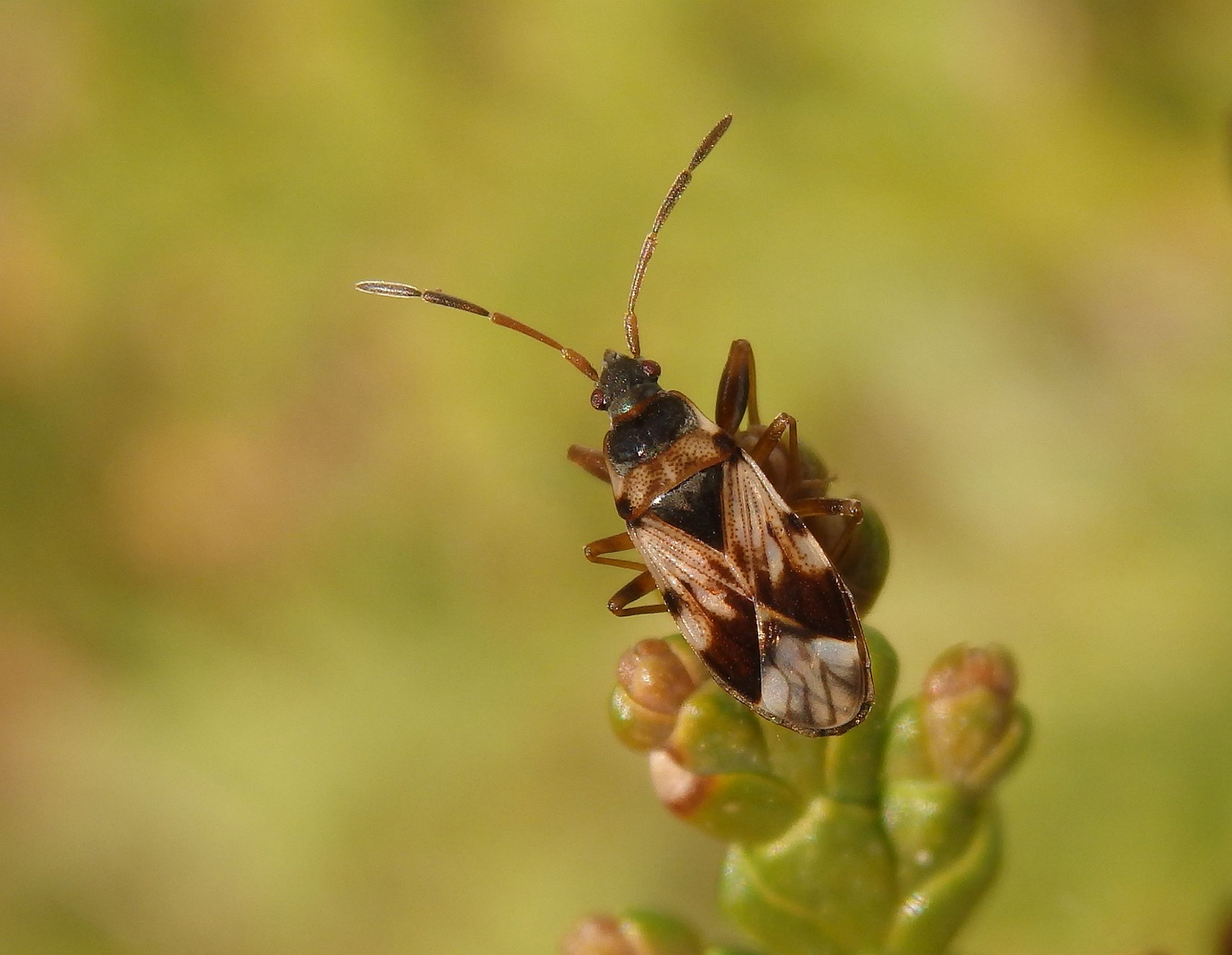 Schwarzweiße Bodenwanze (Scolopostethus pictus)