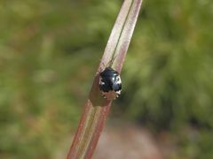 Schwarzweiße Erdwanze (Tritomegas bicolor)