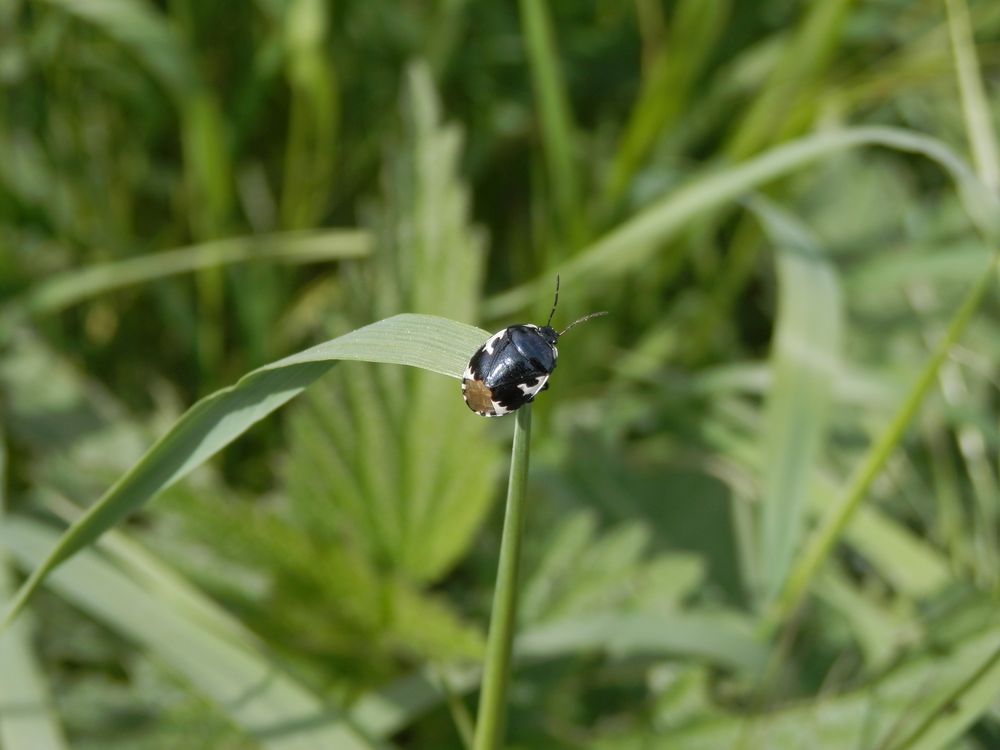 Schwarzweiße Erdwanze (Tritomegas bicolor)
