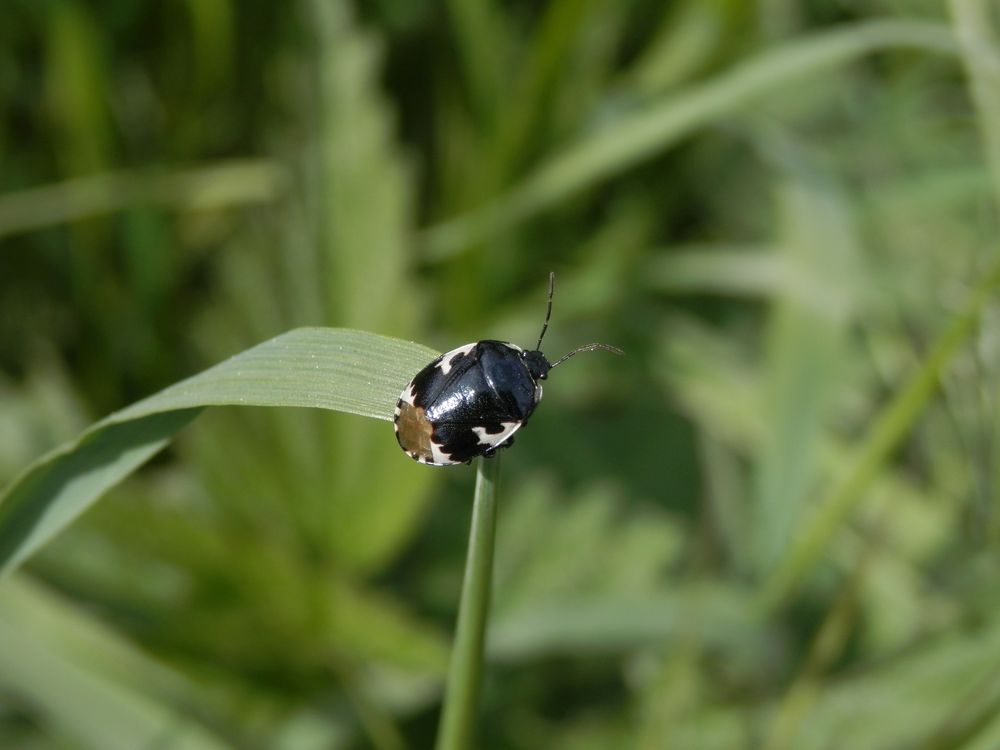 Schwarzweiße Erdwanze (Tritomegas bicolor)