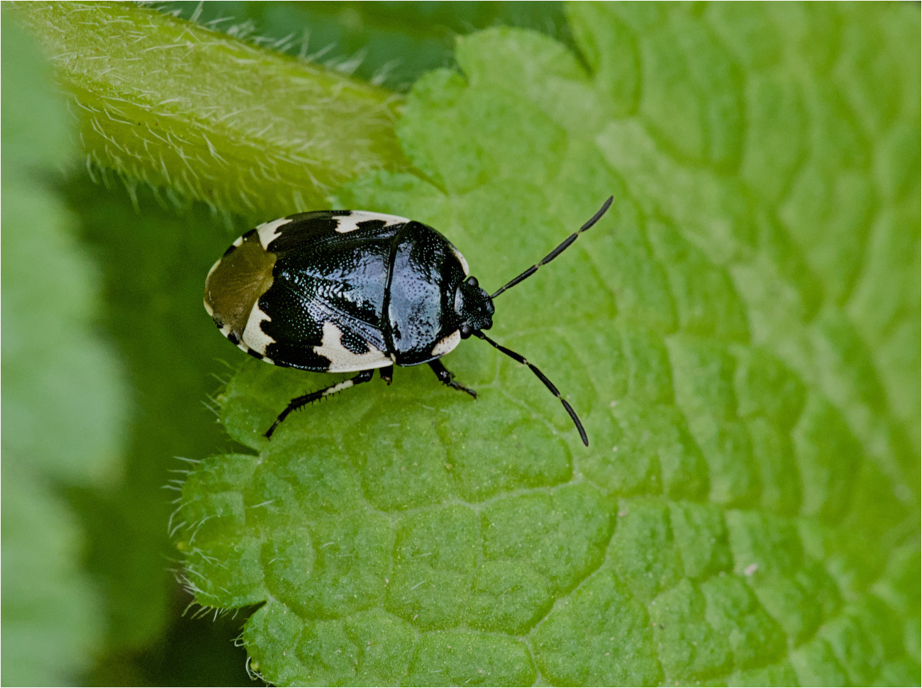 Schwarzweiße Erdwanze (Tritomegas bicolor)