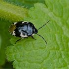 Schwarzweiße Erdwanze (Tritomegas bicolor)