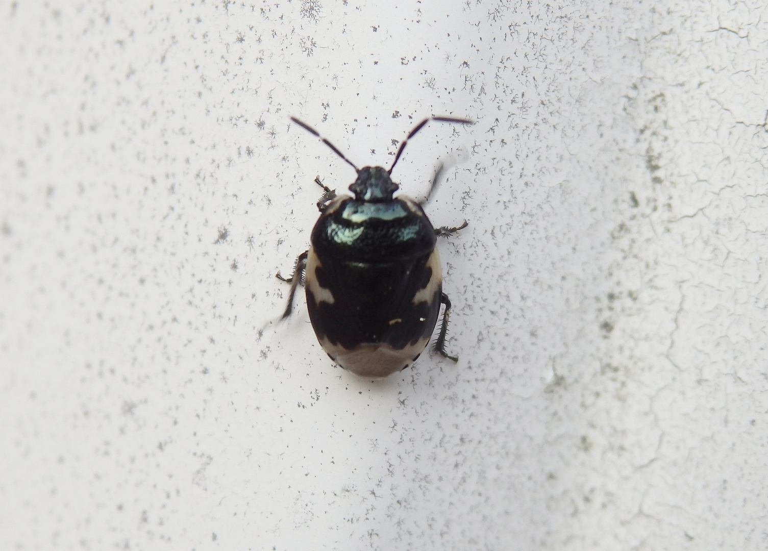 Schwarzweiße Erdwanze (Tritomegas bicolor)