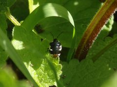 Schwarzweiße Erdwanze (Tritomegas bicolor)