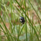 Schwarzweiße Erdwanze (Tritomegas bicolor)