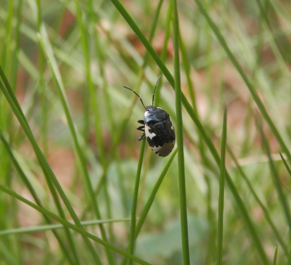 Schwarzweiße Erdwanze (Tritomegas bicolor)